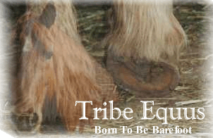 Tribe Equus